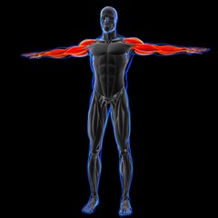 Obraz premium Arm Muscle Anatomy For Medical Concept 3D Illustration