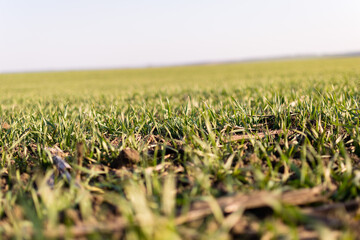 Young wheat seedlings growing in a field