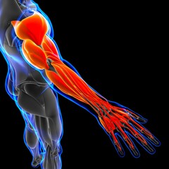 Obraz na płótnie Canvas Arm Muscle Anatomy For Medical Concept 3D Illustration
