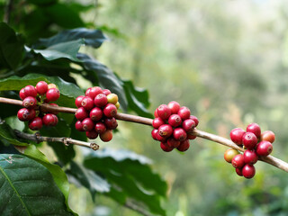 Red ripe Arabica coffee sherry bean with branch on tree in the plantation.
