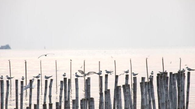 White seagulls(Laridae) flying over the Sea under sunset bangpoo thailand 4k