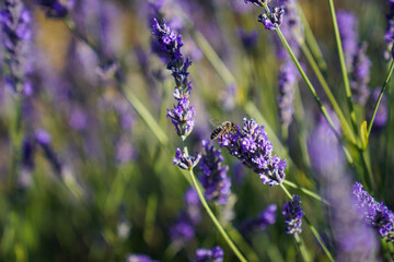 Bee on lavender
