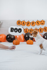 cute jack russell dog at home. Halloween background decoration. Woman hand holding BOO sign