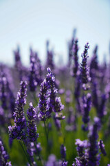 Fototapeta na wymiar Lavender in Provence