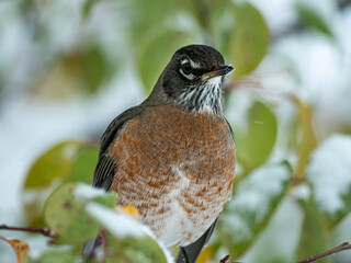 A Robin perched in a tree as snow falls