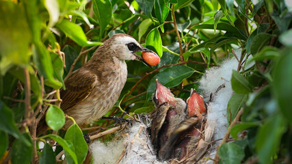 Mother bird feeding bapy birds in a nest of yellow-vented bulbul (Pycnonotus goiavier)