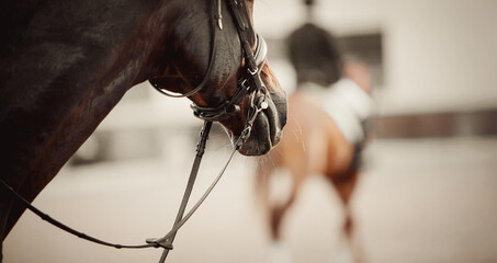 Nose of a sports horse in the bridle in the arena.. Horse muzzle close up.