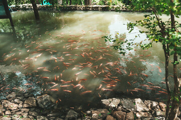 A pond with fish koi in Thailand