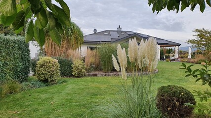 Trawa pampusowa w ogrodzie © Beenis