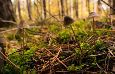 Parasol-shaped forest mushroom in the moss on autumn forest background. Macro close up in natural setting. Inspirational natural autumn landscape