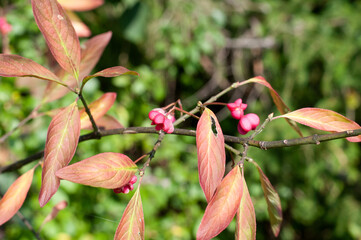 Obraz premium a twig of an european spindle shrub with red fruits