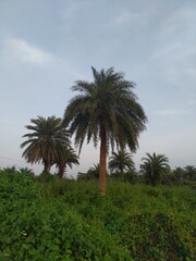 Palm Trees and Landscape