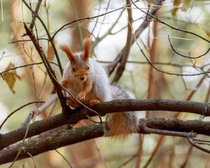 Fluffy squirrel sitting on a tree among the branches in the autumn forest, close-up