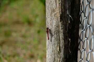 dragonfly  on a post - 387440530
