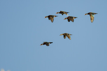 Flock of Wood Ducks Flying in a Blue Sky