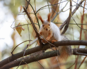 Fluffy squirrel sitting on a tree among the branches in the autumn forest, close-up