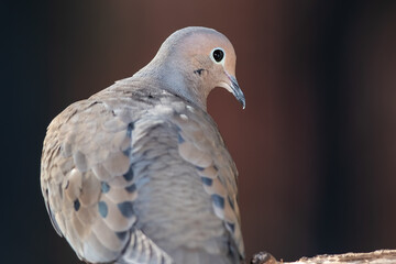 Close Profile of a Mourning Dove While Perched on a Branch