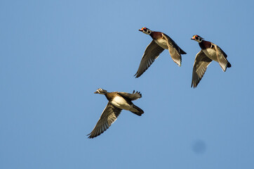 Three Wood Ducks Flying in a Blue Sky