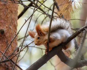 Fluffy squirrel sitting on a tree among the branches in the autumn forest, close-up