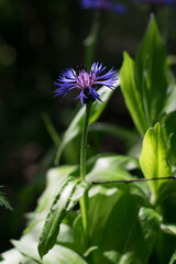 Beautiful summer flowers in the morning sun