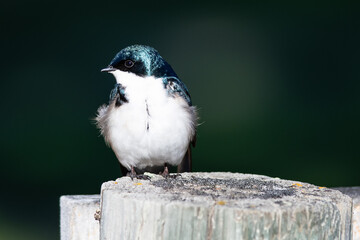 Tree Swallow Perched on an Old Weathered Wooden Fence Post