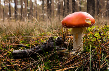 Poisonous and hallucinogenic mushroom fly agaric in the grass on autumn forest background. Macro close up in natural setting. Inspirational natural autumn landscape