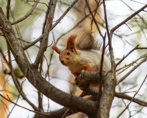 Fluffy squirrel sitting on a tree among the branches in the autumn forest, close-up