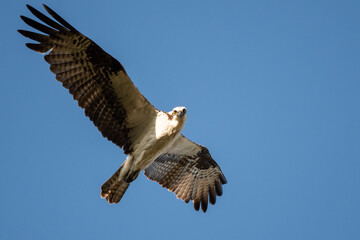 Lone Osprey Flying in a Blue Sky While Making Direct Eye Contact