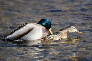 Pair of Mallard Ducks Mating on the Water