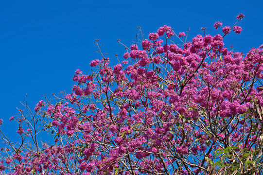 Pink ipe or pink trumpet tree flowers, (Handroanthus impetiginosus), Rio de Janeiro, Brazil 