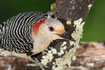 Profile of Red-Bellied Woodpecker Perched on a Branch