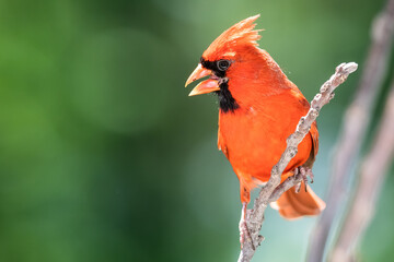 Northern Cardinal Perched on a Tree Branch