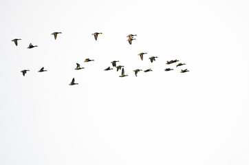 Flock of Mallard Ducks Flying on a White Background