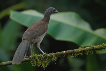 Grey-headed chachalaca (Ortalis cinereiceps)