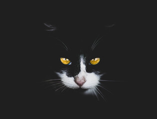 black and white cat face with yellow eyes on black background