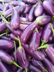 Purple Long Brinjals