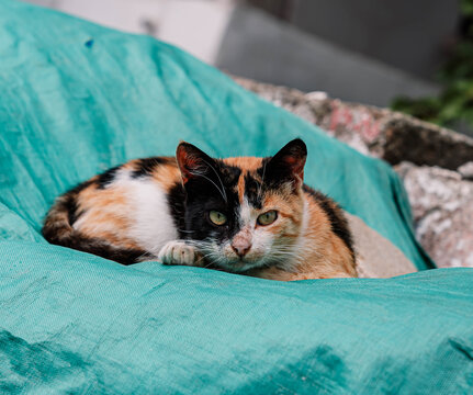 A Hybrid Venus Cat Lays Down At The Roof