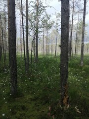 Obraz premium swamp and dandelion