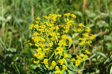 Obraz premium yellow flowers in the garden