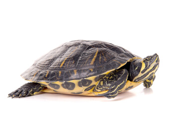 Obraz premium turtle