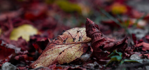 red maple leaf at autumn 
