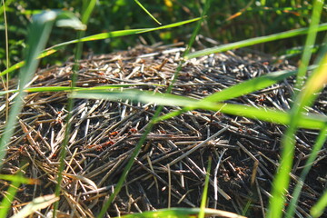 anthill