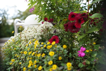 Blümchen in der Natur