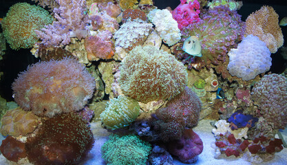 Fototapeta na wymiar Lively coral and water. Bright colors, nature under the ocean.