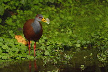 Grey-necked wood rail (Aramides cajaneus)