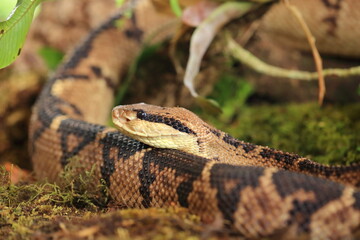 Central American jumping pitviper (Atropoides mexicanus)