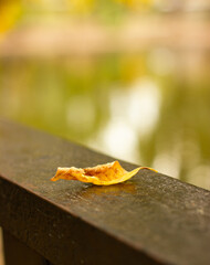 a lonely fallen autumn yellow leaf lies on the back of the bench