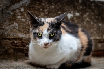 Cat of Rome on old building