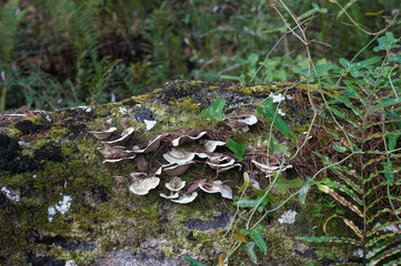 mushrooms on the tree