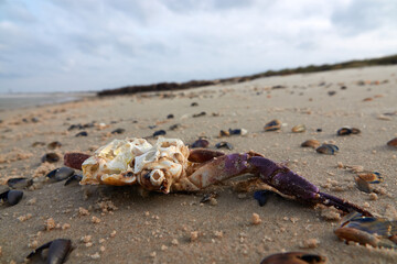 Skeleton of a scary dead crab on the sandy beach.